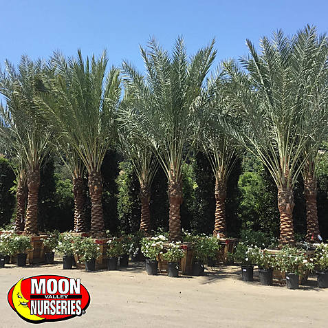 Moon Valley Nurseries Flowers Florists Murrieta Ca